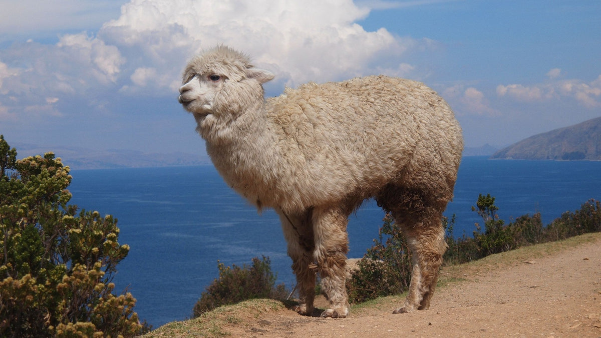An alpaca in full unshorn fleece standing in profile on a highland path above a lake in the Andes.