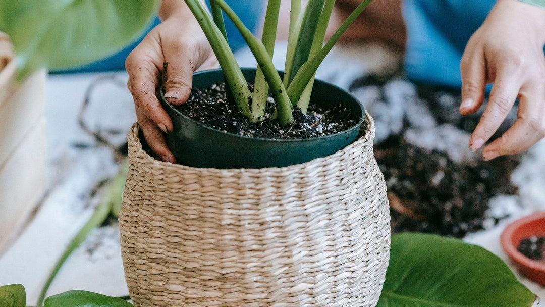 A monstera in a black plastic nursery pot being lowered into a woven natural grass basket.
