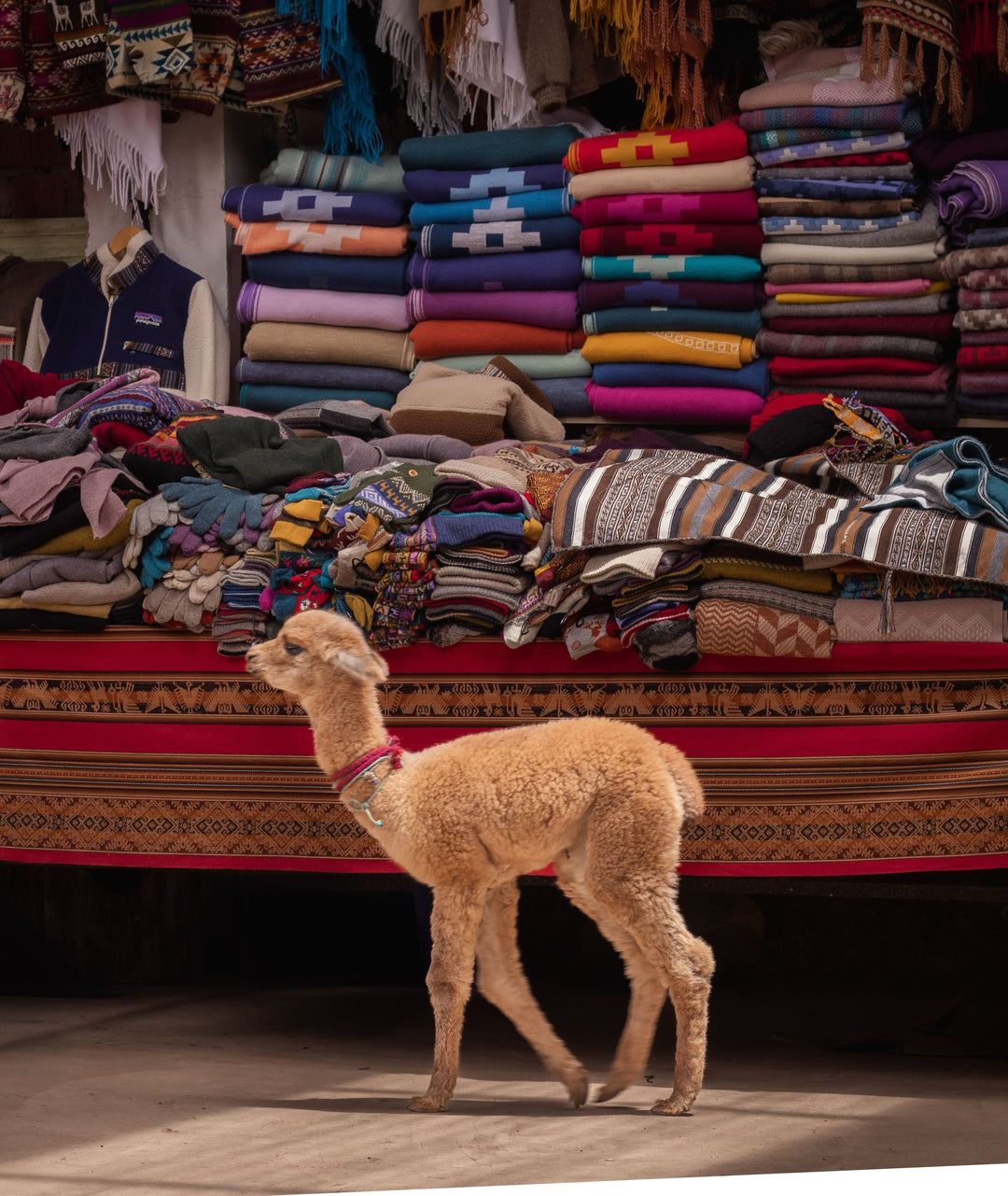 Alpaca Throw Blankets: Why They're Softer Than Wool (and How to Choose One)