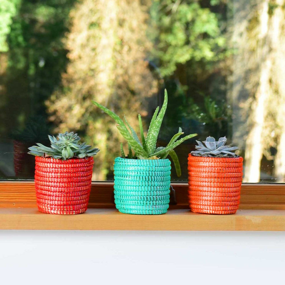Mini woven basket planter with vibrant green succulents.