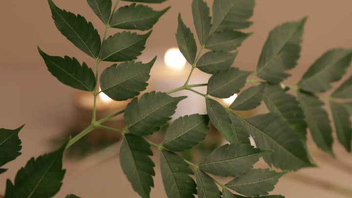 Forest Bathing travel tin candle with natural forest-inspired design.