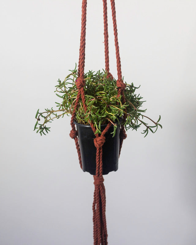 Tile-red Bluefields macrame plant holder with intricate knotting for hanging plants.