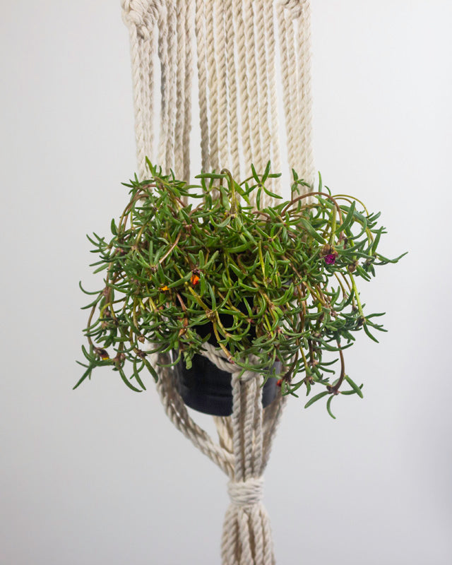 White macrame plant holder shown with a potted plant inside.
