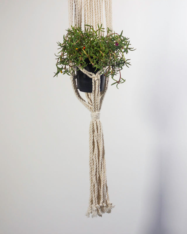 White macrame plant holder with intricate knotting for indoor plants.
