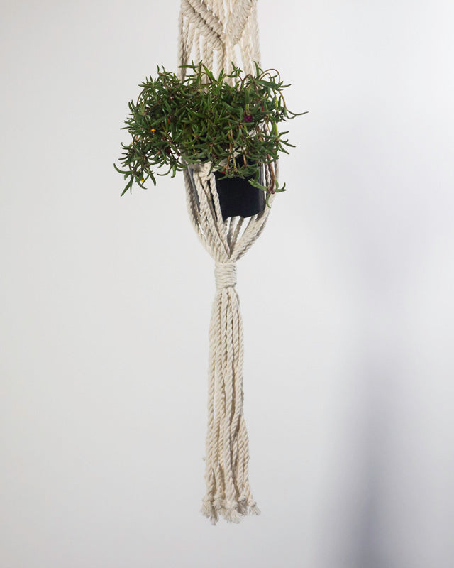 Natural white macrame plant holder with intricate knot detail for hanging plants.