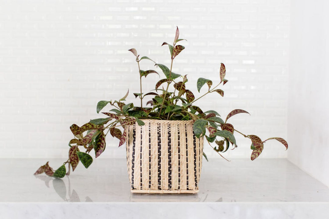 Lipstick plant with lush dark-green leaves in a woven basket, for indoor decor.