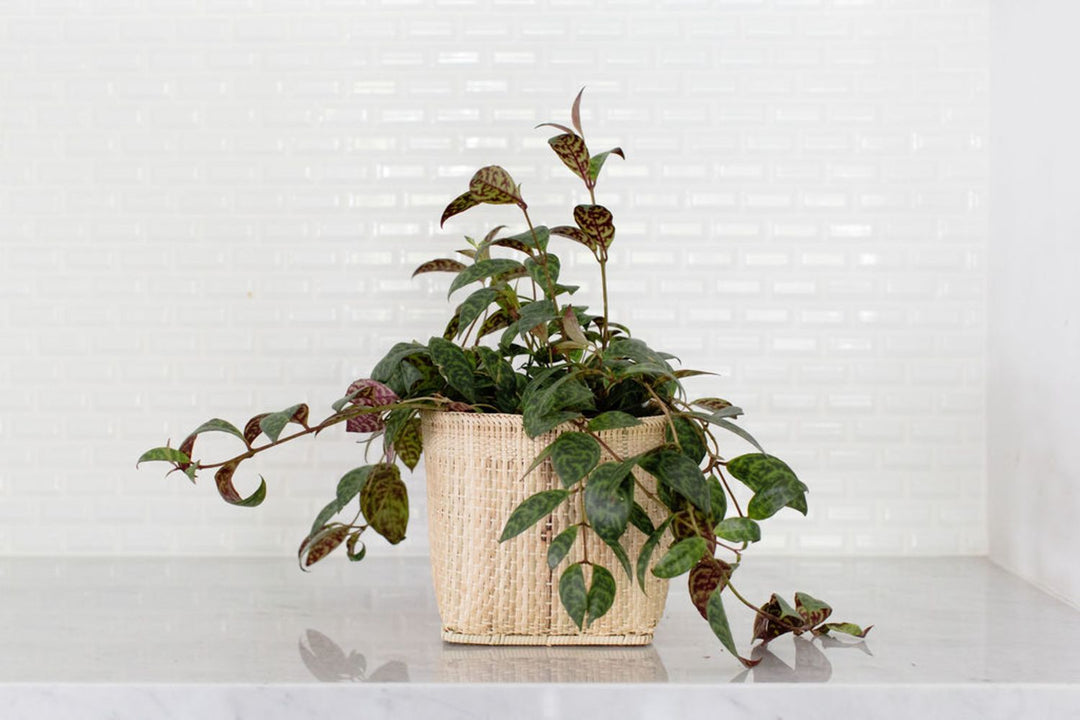 Lipstick plant in a woven basket, a trailing greenery arrangement.