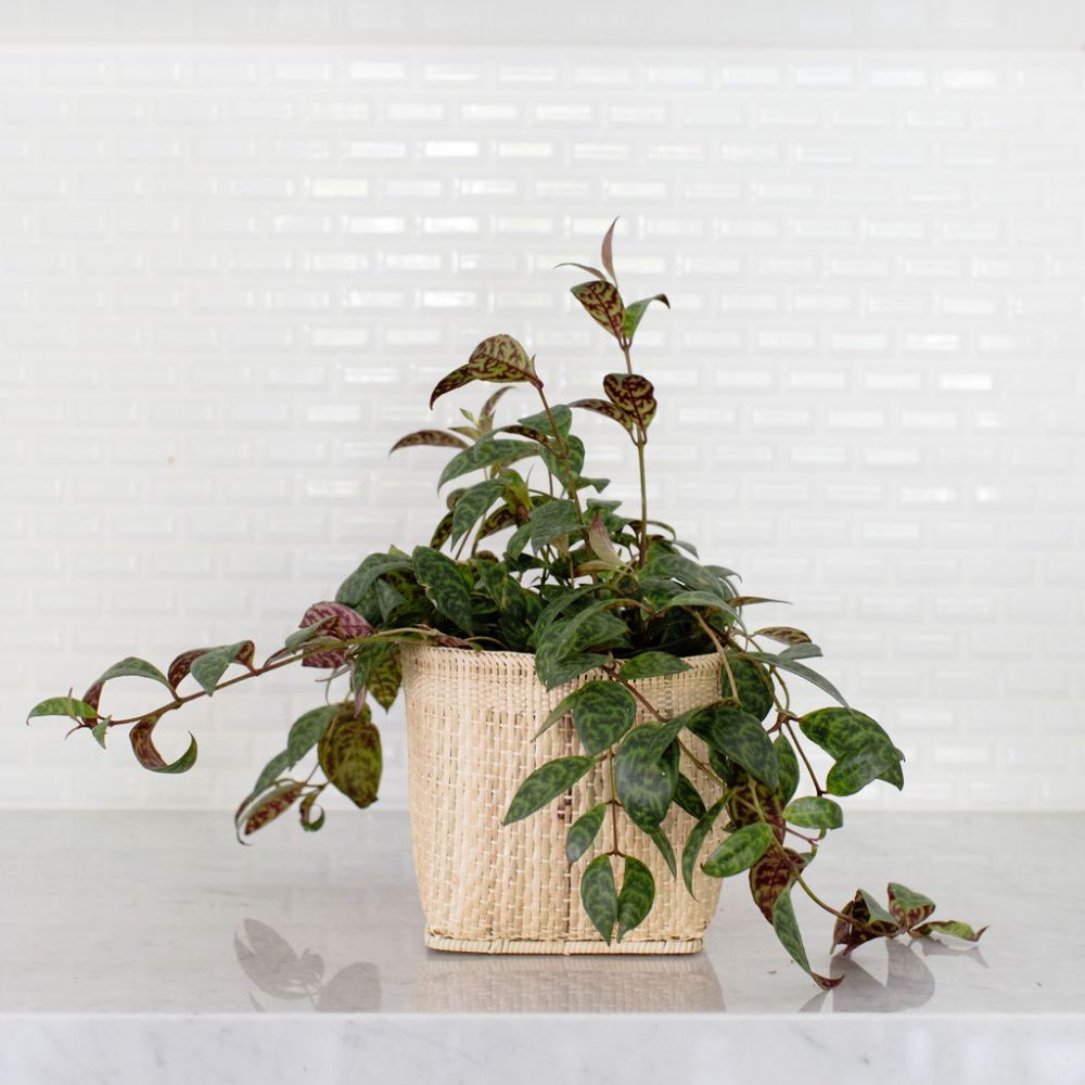 Trailing lipstick plant, Black Pagoda variety, in a woven basket.
