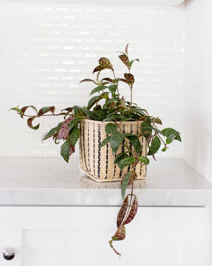 Trailing lipstick plant in a woven basket, an indoor plant arrangement.